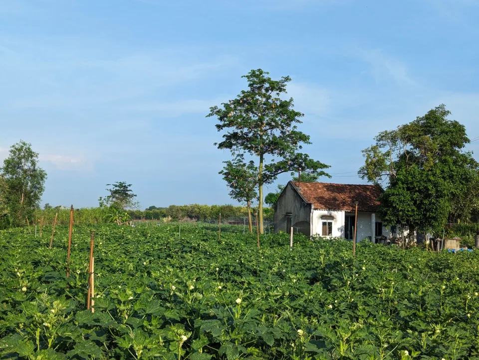 Vườn rau của Phan Công Anh